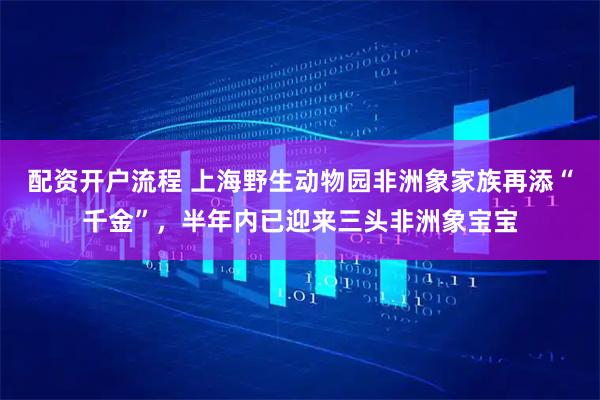 配资开户流程 上海野生动物园非洲象家族再添“千金”，半年内已迎来三头非洲象宝宝